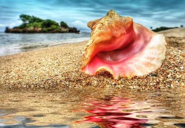 Conch Shell in the Seychelles